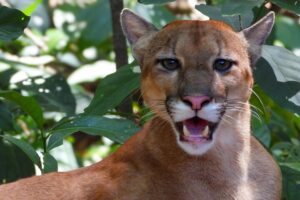 Image 1 of Corcovado National Park tour deals