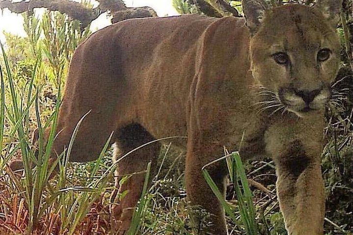 Image 1 of Corcovado tour from Manuel Antonio
