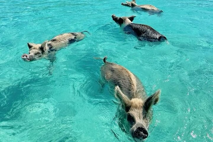 Exuma Island and Cays Tour,Exuma tour deals,best tours in Exuma,Exuma swimming pigs tour,Exuma boat tour,is Exuma worth visiting - best seasons and travel conditions