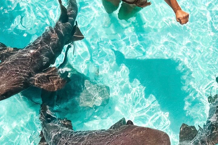 Exuma swimming pigs tour,Exuma day trip worth it,Exuma vs Nassau tours,best time to visit Exuma,Exuma private boat tours,Exuma tour deals - complete tour package inclusions and what to expect