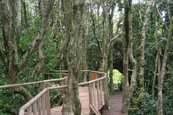 Step-by-step travel guide for Fray Jorge National Park tour,Fray Jorge National Park worth visiting,Valle del Encanto tour,best tours in La Serena,Fray Jorge vs other parks,Fray Jorge National Park best time to visit - transport and logistics