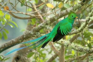 Image 1 of Los Quetzales National Park tour