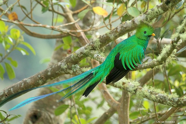 Image 1 of Los Quetzales National Park tour