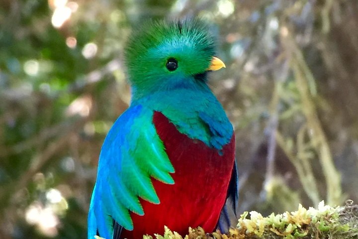 Los Quetzales National Park tour,Los Quetzales National Park worth visiting,Los Quetzales National Park best time to visit,Los Quetzales National Park tour deals,birding and coffee tour Costa Rica,Los Quetzales vs other Costa Rica parks - complete tour package inclusions and what to expect