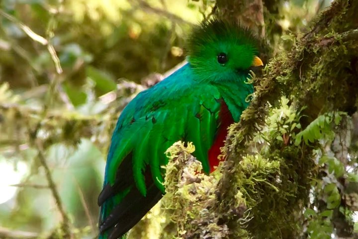 Los Quetzales National Park tour,Los Quetzales National Park worth visiting,Los Quetzales National Park best time to visit,Los Quetzales National Park tour deals,birding and coffee tour Costa Rica,Los Quetzales vs other Costa Rica parks - best seasons and travel conditions