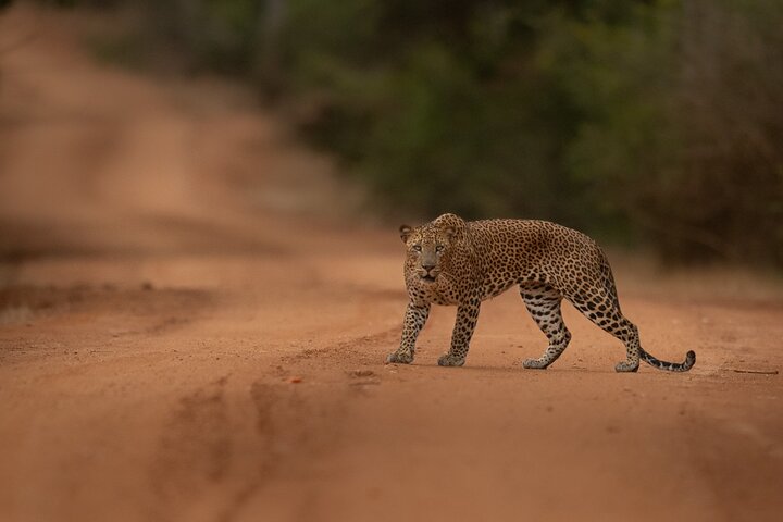 Image 1 of Wilpattu National Park private safari tour