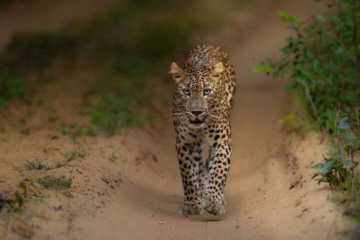 Wilpattu National Park private safari tour,Wilpattu National Park worth visiting,Wilpattu National Park best time to visit,Wilpattu National Park tour deals,Wilpattu vs Yala National Park,best safari tours in Sri Lanka - complete tour package inclusions and what to expect