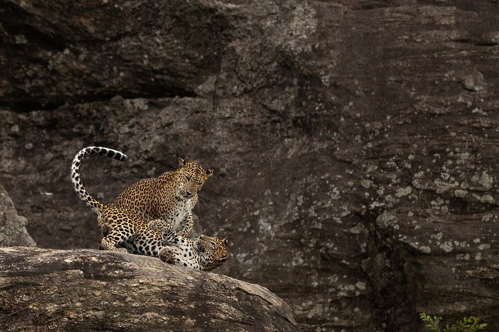 Step-by-step travel guide for Wilpattu National Park private safari tour,Wilpattu National Park worth visiting,Wilpattu National Park best time to visit,Wilpattu National Park tour deals,Wilpattu vs Yala National Park,best safari tours in Sri Lanka - transport and logistics