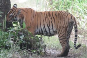 Image 1 of best tiger safari in Chitwan