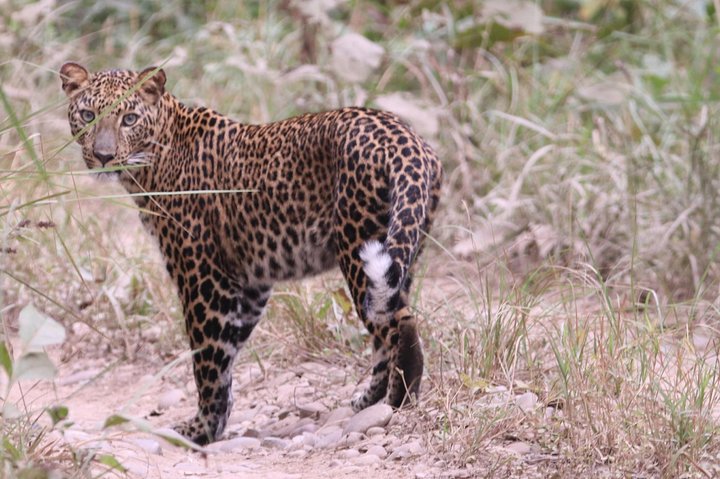 best tiger safari in Chitwan,Chitwan National Park safari tour,Chitwan tiger tracking experience,best time for tiger safari Nepal,private Chitwan tour deals,is Chitwan worth visiting for tigers - complete tour package inclusions and what to expect