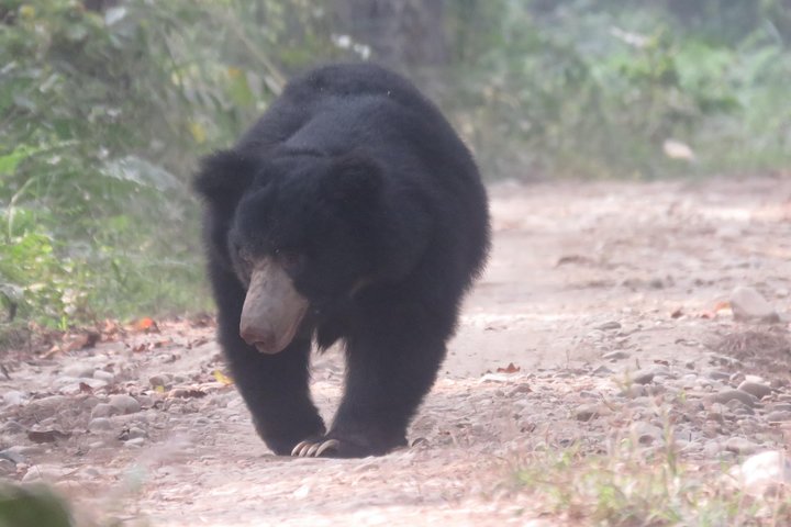 Step-by-step travel guide for best tiger safari in Chitwan,Chitwan National Park safari tour,Chitwan tiger tracking experience,best time for tiger safari Nepal,private Chitwan tour deals,is Chitwan worth visiting for tigers - transport and logistics