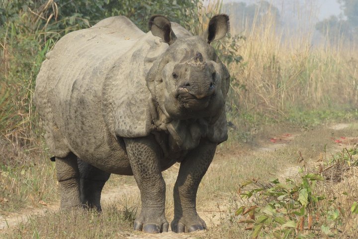 best tiger safari in Chitwan,Chitwan National Park safari tour,Chitwan tiger tracking experience,best time for tiger safari Nepal,private Chitwan tour deals,is Chitwan worth visiting for tigers - best seasons and travel conditions