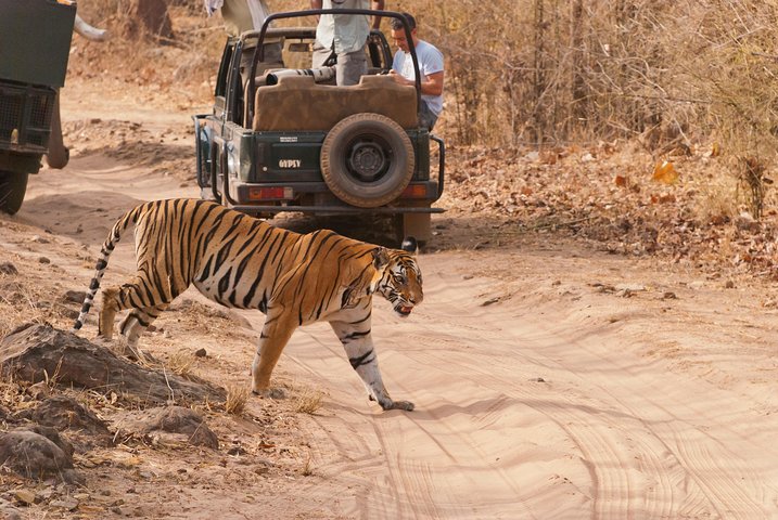 Step-by-step travel guide for best tours in Khajuraho,Khajuraho day tour deals,Khajuraho worth visiting,Panna National Park safari tour,Khajuraho temples tour,is Khajuraho safe to visit - transport and logistics