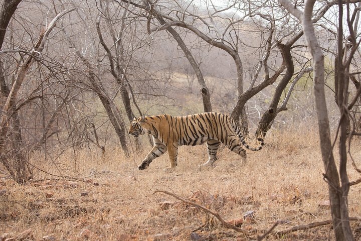 best tours in Khajuraho,Khajuraho day tour deals,Khajuraho worth visiting,Panna National Park safari tour,Khajuraho temples tour,is Khajuraho safe to visit - best seasons and travel conditions