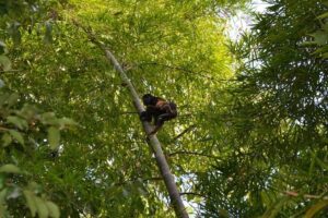 Image 1 of best tours in Manta Ecuador