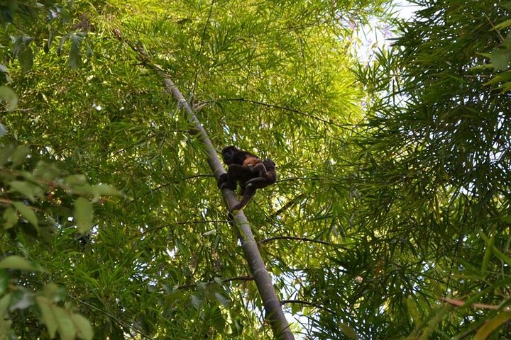Step-by-step travel guide for best tours in Manta Ecuador,Manta Ecuador worth visiting,Pacoche Humid Forest tour,Manta private tour deals,Manta fishing and forest experience,Manta vs Montañita - transport and logistics