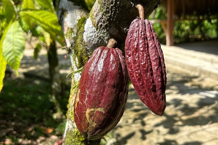 Step-by-step travel guide for best tours in Placencia Belize,Placencia Belize tour deals,is Placencia Belize worth visiting,Placencia vs Ambergris Caye,Placencia best time to visit,Nim Li Punit chocolate tour - transport and logistics