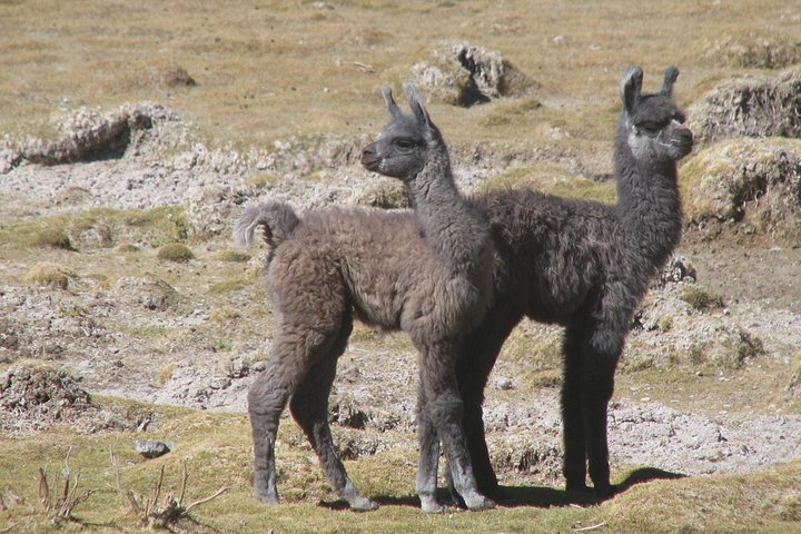 best tours in Uyuni Salt Flats,Uyuni Salt Flats worth visiting,Uyuni Salt Flats tour deals,Uyuni Salt Flats best time to visit,Uyuni Salt Flats 2-day tour,Uyuni Salt Flats mirror effect - best seasons and travel conditions