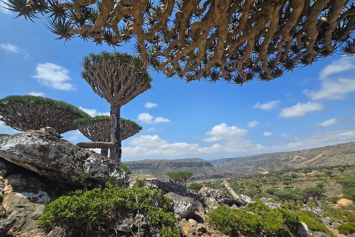 best tours in socotra,socotra worth visiting,socotra travel guide,socotra tour deals,socotra best time to visit,is socotra safe to visit - complete tour package inclusions and what to expect