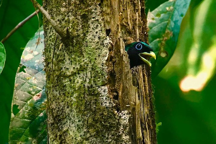 Step-by-step travel guide for birdwatching tour in Costa Rica,private birding tour Costa Rica,Carara National Park birding,best birdwatching tours Costa Rica,Costa Rica birding guide,Carara National Park worth visiting - transport and logistics