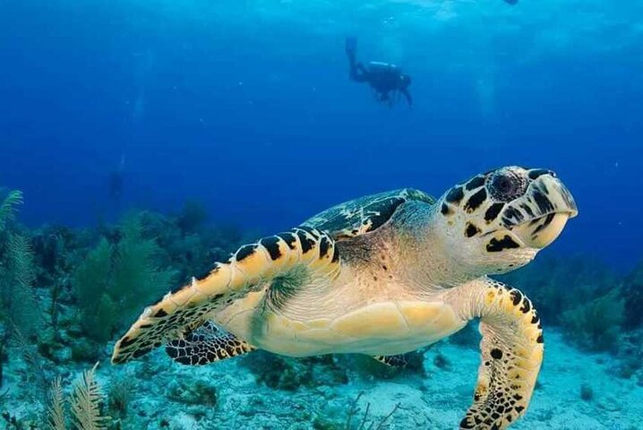 Image 1 of boat tour in Guadeloupe