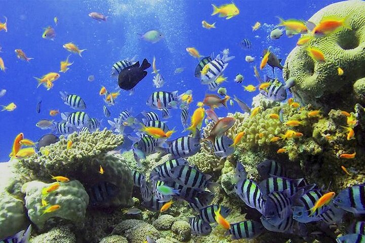 boat tour in Guadeloupe,Guadeloupe snorkeling tour,best tours in Guadeloupe,Guadeloupe boat rental,Cousteau Reserve tour,Guadeloupe worth visiting - best seasons and travel conditions