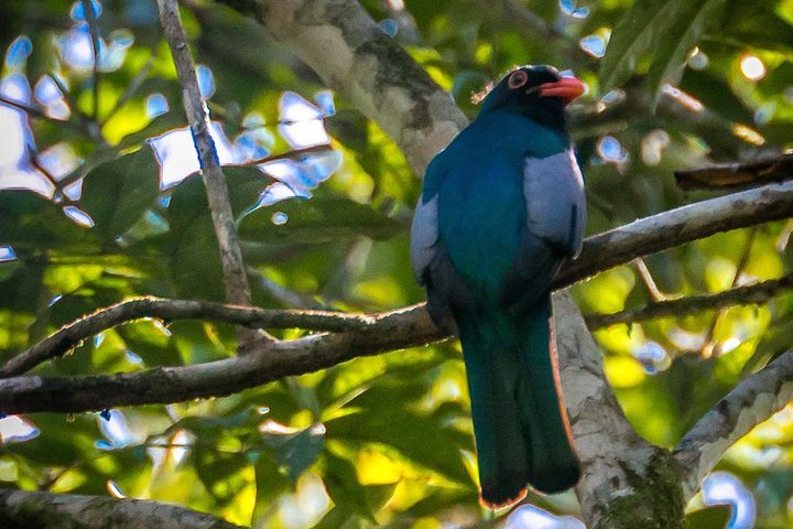hiking and river tubing in Belize,Cockscomb Basin worth visiting,best tours in Placencia,Belize hiking tours,Cockscomb Basin wildlife sanctuary,Belize adventure tours - complete tour package inclusions and what to expect