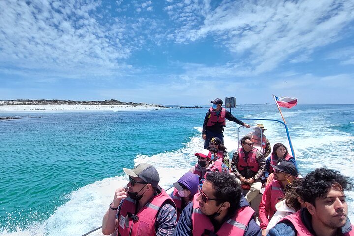 humboldt penguin reserve tour,is humboldt penguin reserve worth visiting,humboldt penguin reserve vs isla damas,humboldt penguin reserve best time to visit,humboldt penguin reserve tour deals,best tours in la serena - complete tour package inclusions and what to expect