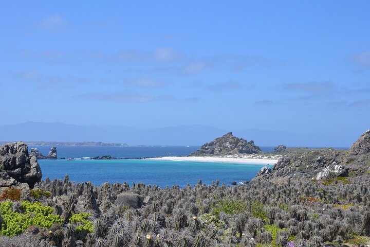 Step-by-step travel guide for humboldt penguin reserve tour,is humboldt penguin reserve worth visiting,humboldt penguin reserve vs isla damas,humboldt penguin reserve best time to visit,humboldt penguin reserve tour deals,best tours in la serena - transport and logistics