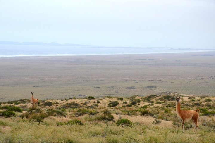 humboldt penguin reserve tour,is humboldt penguin reserve worth visiting,humboldt penguin reserve vs isla damas,humboldt penguin reserve best time to visit,humboldt penguin reserve tour deals,best tours in la serena - best seasons and travel conditions