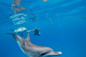 Image 1 of luxury adventure in Bimini