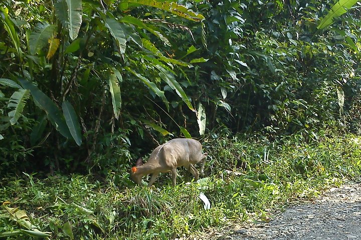 Step-by-step travel guide for manuel antonio to san jose airport transfer,manuel antonio airport shuttle,quepos to sjo transfer,manuel antonio private transfer,best airport transfer costa rica,is manuel antonio worth visiting - transport and logistics