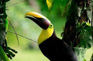 Image 1 of private bird watching tour manuel antonio