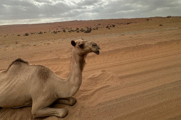 private safari tour Oman,Oman safari tour deals,best private tours in Oman,Oman wadi 4x4 adventure,is Oman worth visiting,Oman desert safari experience - best seasons and travel conditions