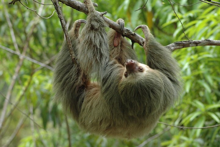 private tour in Manuel Antonio,Manuel Antonio private tour deals,is Manuel Antonio worth visiting,Manuel Antonio best time to visit,Manuel Antonio vs Tamarindo,best tours in Manuel Antonio - best seasons and travel conditions