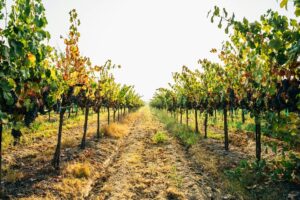 Image 1 of private wine tasting tour matera
