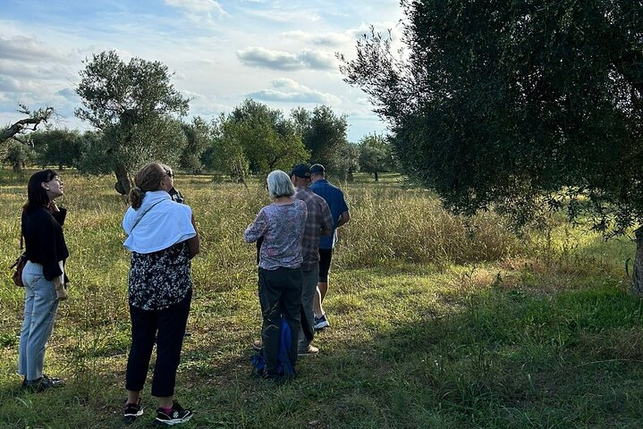 Step-by-step travel guide for private wine tasting tour matera,is matera worth visiting,matera vs alberobello,matera best time to visit,matera tour deals,best tours in matera - transport and logistics
