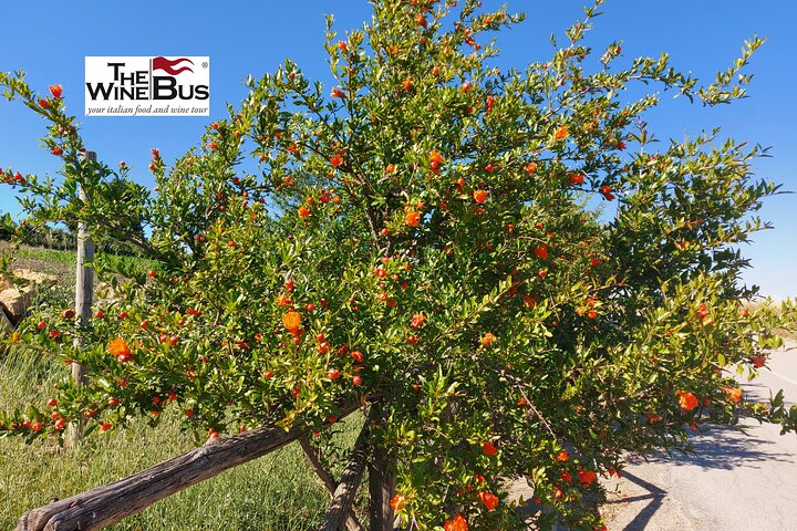 Step-by-step travel guide for private wine tour from Matera,wine tasting tours Matera,Matera wine tour deals,Vulture wine region tour,best wineries near Matera,private sommelier tour Italy - transport and logistics