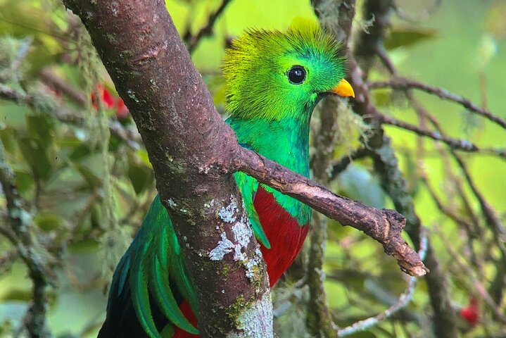 Image 1 of quetzal birding tour costa rica