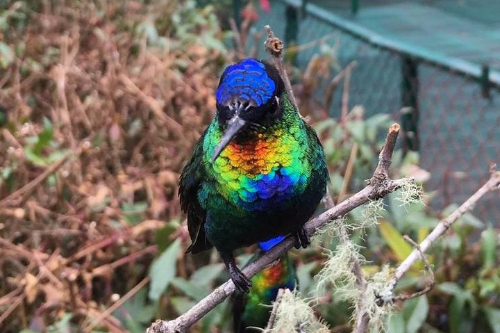 quetzal birding tour costa rica,quetzal birding experience san gerardo de dota,best birdwatching tours costa rica,san gerardo de dota worth visiting,quetzal birding tour pros cons,costa rica birdwatching tour deals - complete tour package inclusions and what to expect