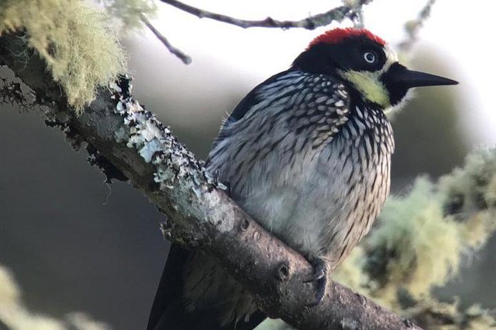 quetzal birding tour costa rica,best birdwatching tours costa rica,san gerardo de dota worth visiting,quetzal birding experience pros cons,private birdwatching tours costa rica,los quetzales national park tour deals - complete tour package inclusions and what to expect