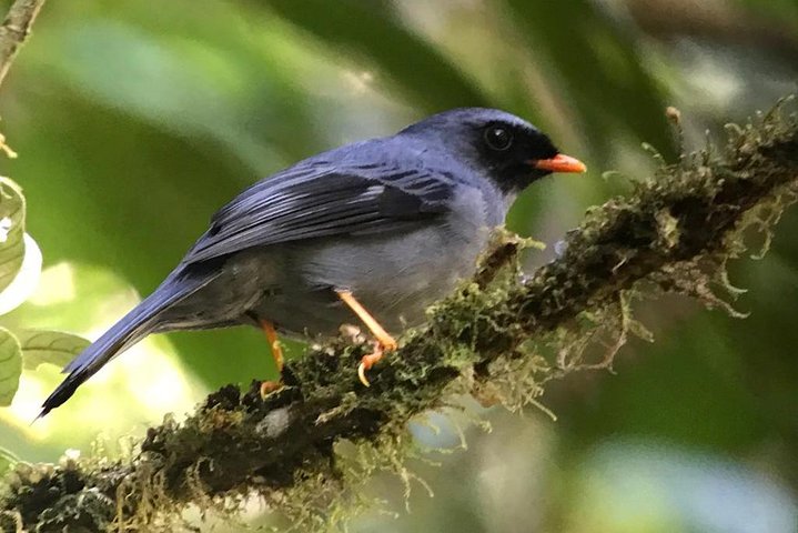 Step-by-step travel guide for quetzal birding tour costa rica,quetzal birding experience san gerardo de dota,best birdwatching tours costa rica,san gerardo de dota worth visiting,quetzal birding tour pros cons,costa rica birdwatching tour deals - transport and logistics