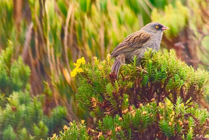 quetzal birding tour costa rica,quetzal birding experience san gerardo de dota,best birdwatching tours costa rica,san gerardo de dota worth visiting,quetzal birding tour pros cons,costa rica birdwatching tour deals - best seasons and travel conditions