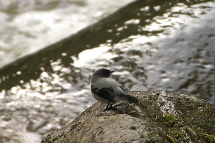 quetzal birding tour costa rica,best birdwatching tours costa rica,san gerardo de dota worth visiting,quetzal birding experience pros cons,private birdwatching tours costa rica,los quetzales national park tour deals - best seasons and travel conditions