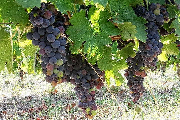 wine and archaeology tour in Basilicata,Basilicata wine tour,Aglianico del Vulture tasting,Venosa archaeological park tour,is Basilicata worth visiting,best tours in Matera region - complete tour package inclusions and what to expect