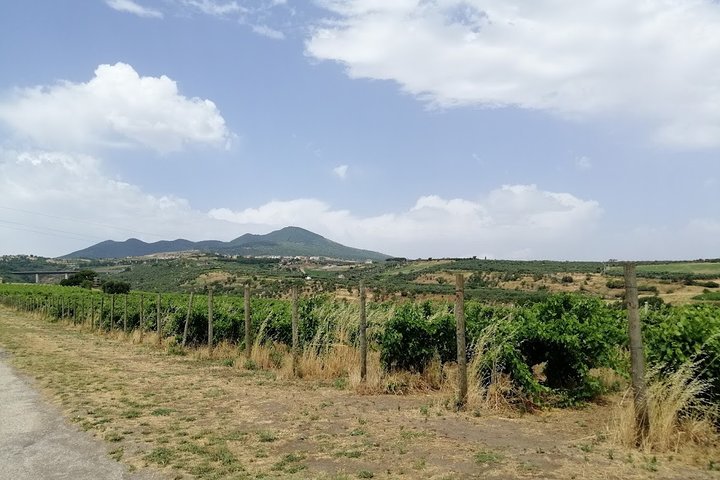 Step-by-step travel guide for wine and archaeology tour in Basilicata,Basilicata wine tour,Aglianico del Vulture tasting,Venosa archaeological park tour,is Basilicata worth visiting,best tours in Matera region - transport and logistics
